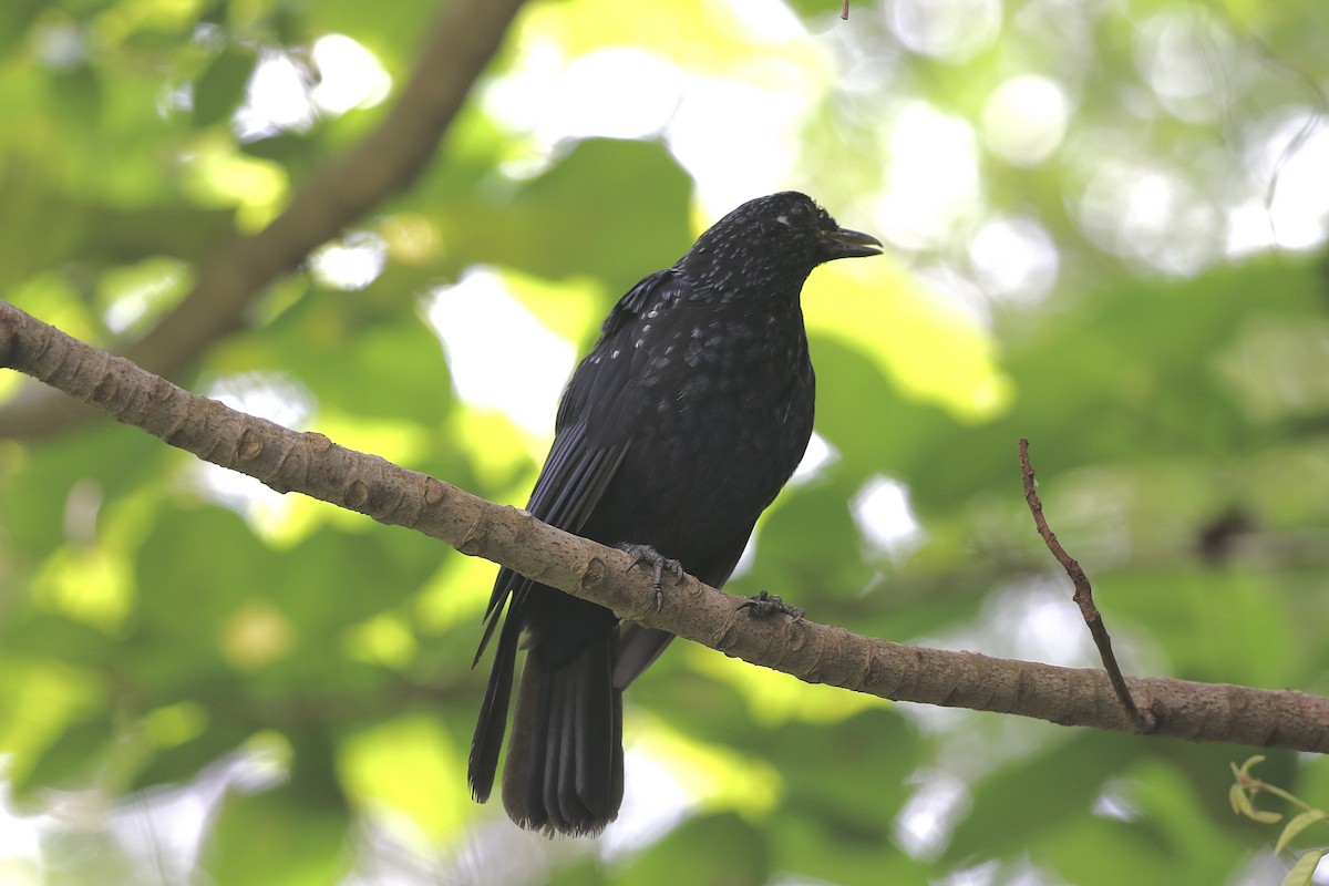 Blue Whistling-Thrush - ML638397884