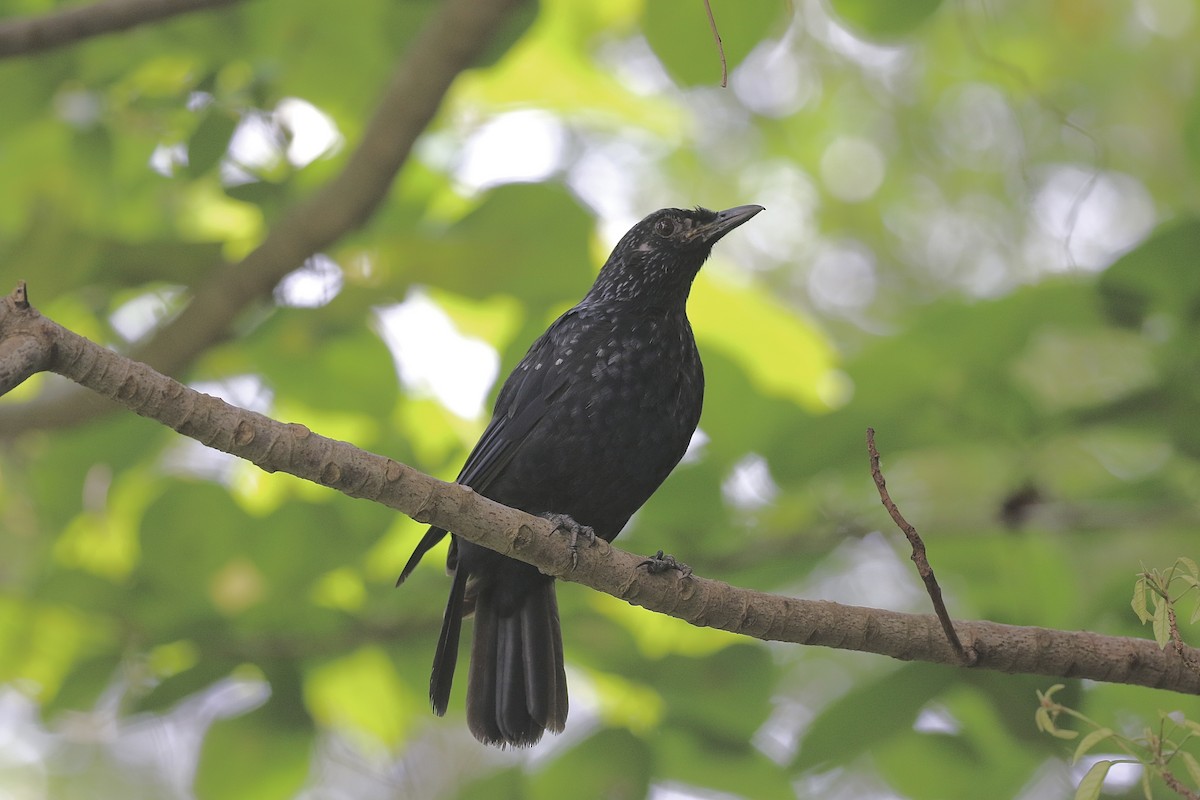 Blue Whistling-Thrush - ML638397885