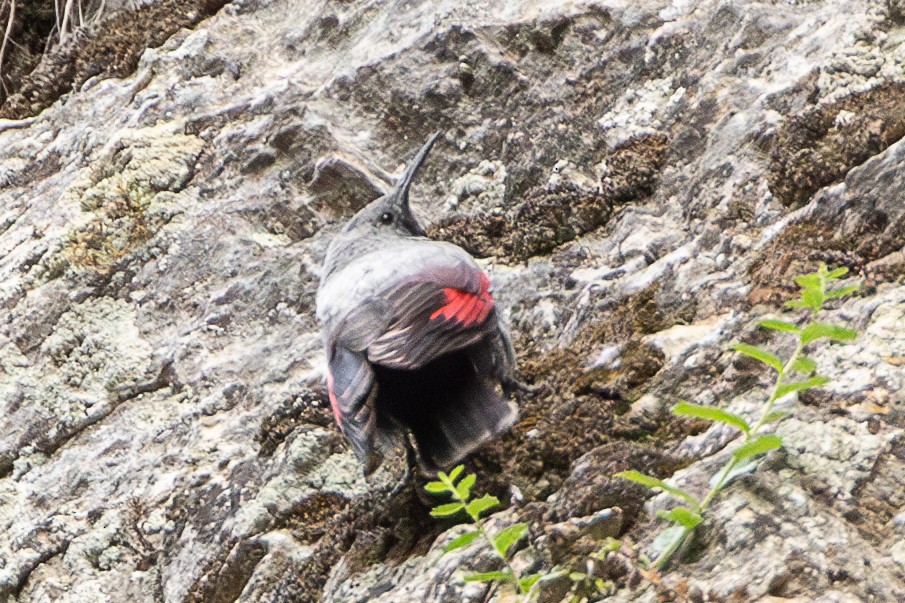 Wallcreeper - ML638397886