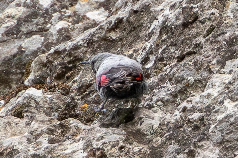 Wallcreeper - ML638397888