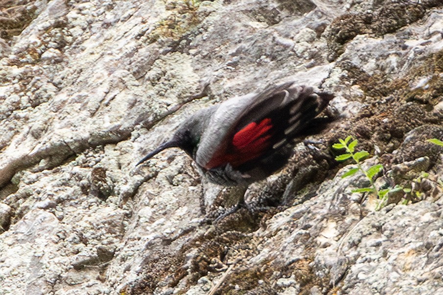 Wallcreeper - ML638397889
