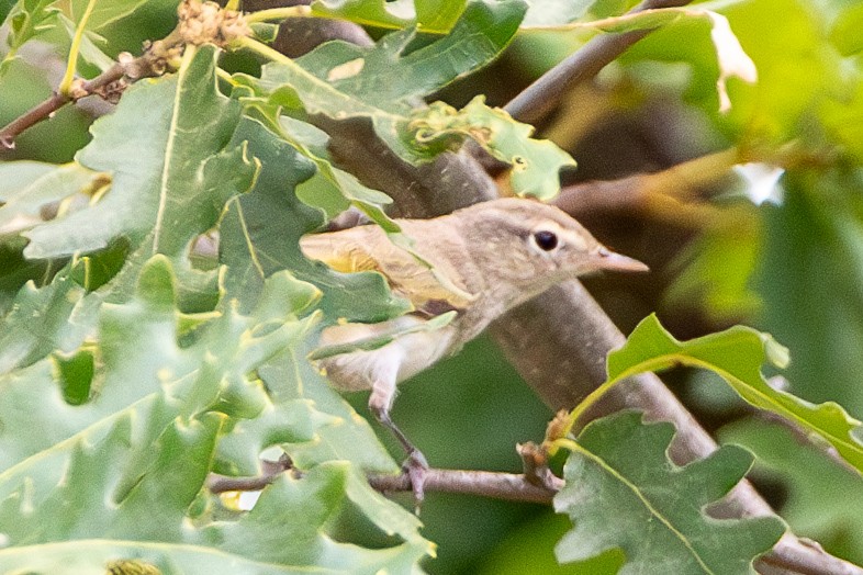 Eastern Bonelli's Warbler - ML638397896