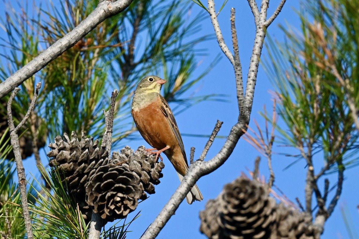 Ortolan Bunting - ML638397928