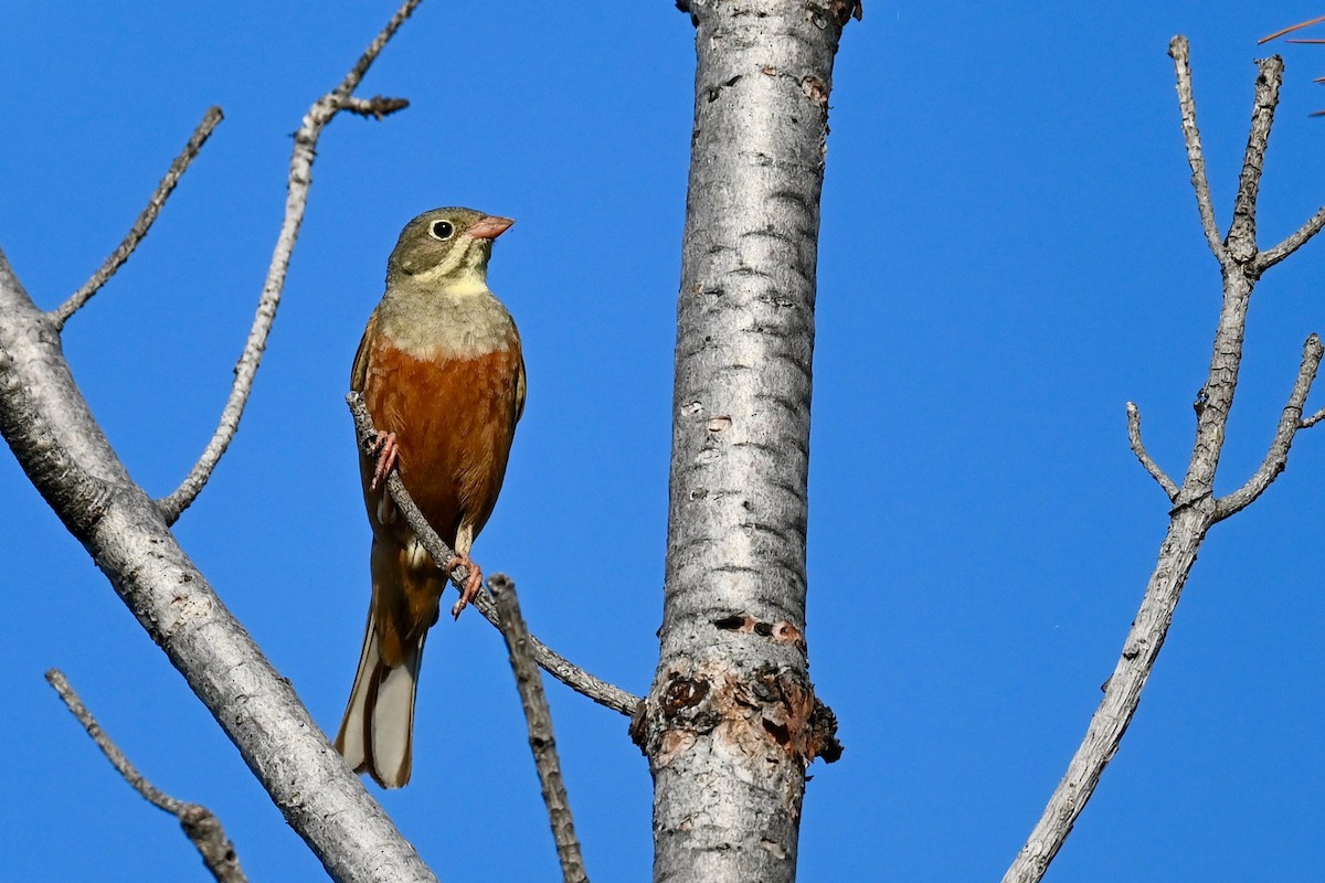Ortolan Bunting - ML638397929