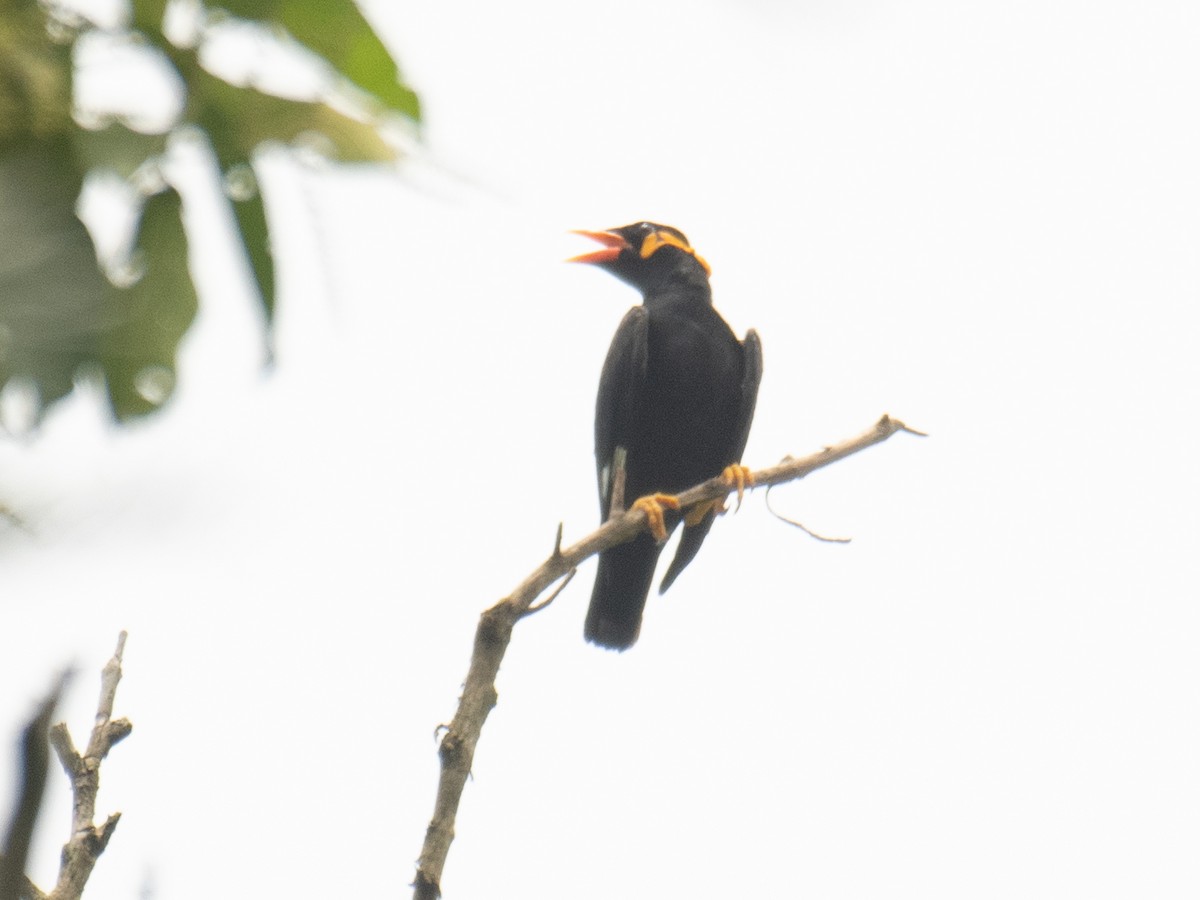 Common Hill Myna - ML638398021