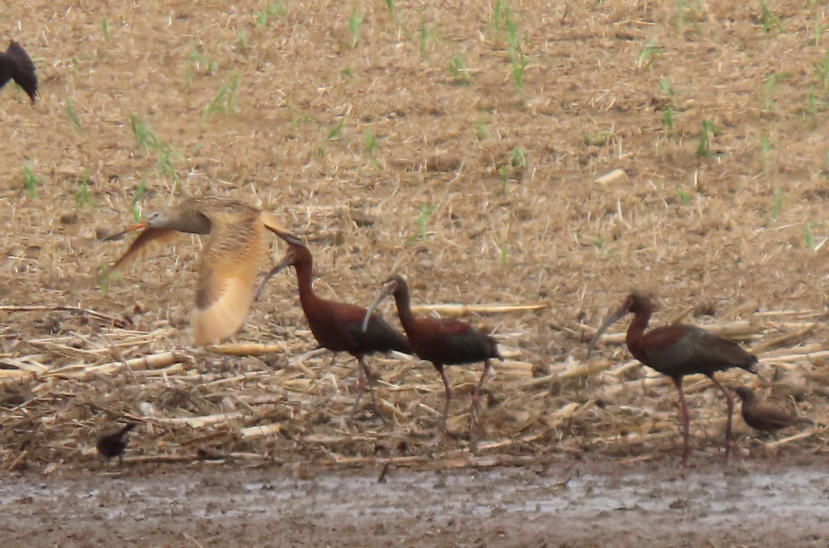 Marbled Godwit - ML638398030