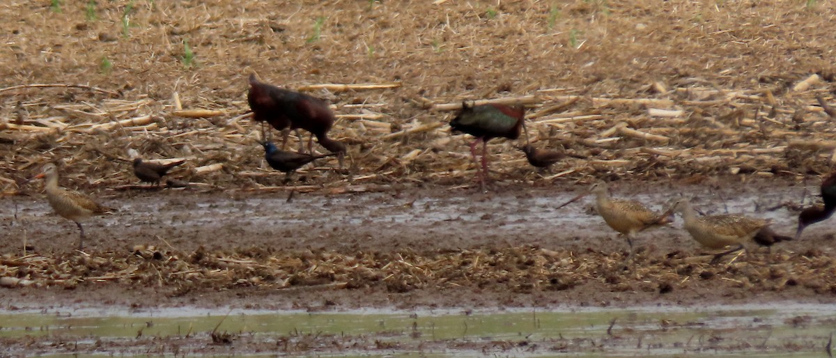 Marbled Godwit - ML638398031