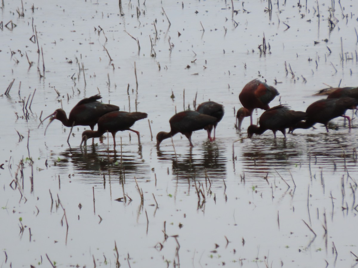 White-faced Ibis - ML638398042
