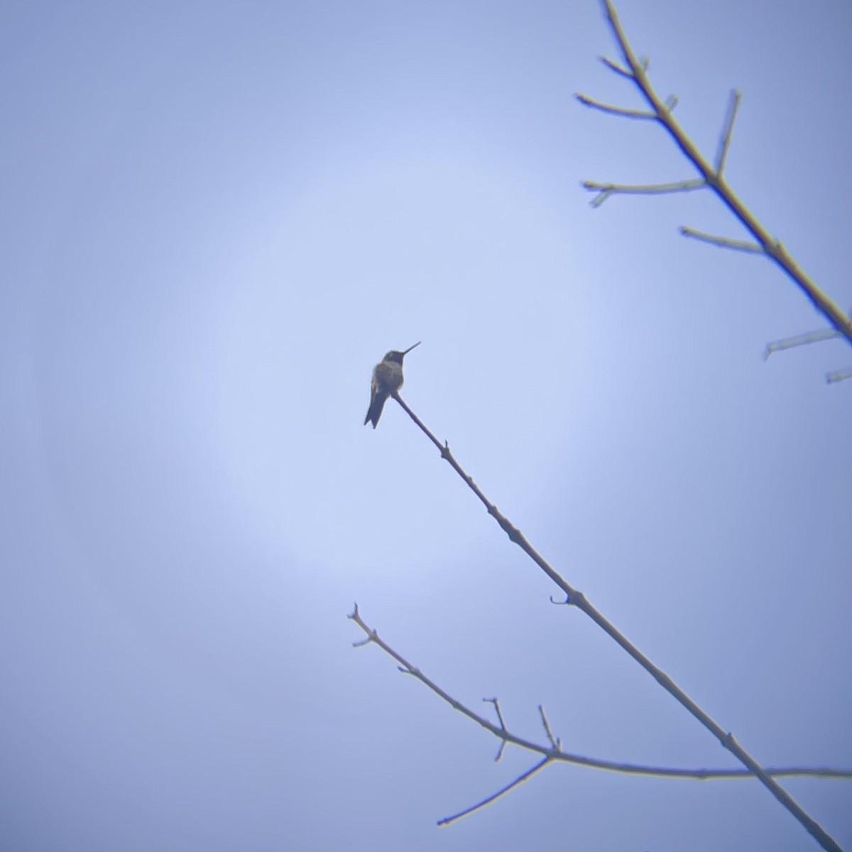 Yakut Boğazlı Kolibri - ML638398062