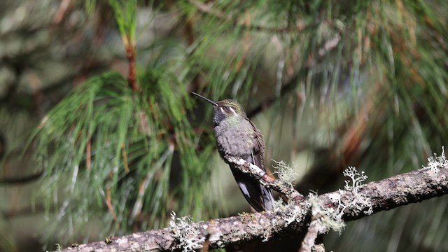 Blue-throated Mountain-gem - ML638398078
