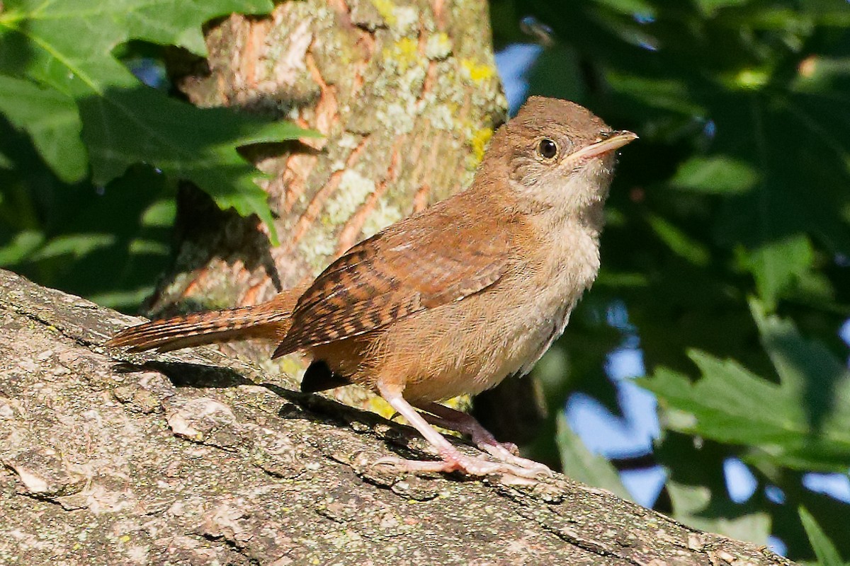 Northern House Wren - ML638398083
