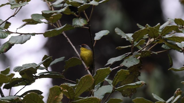 Rufous-capped Brushfinch - ML638398106