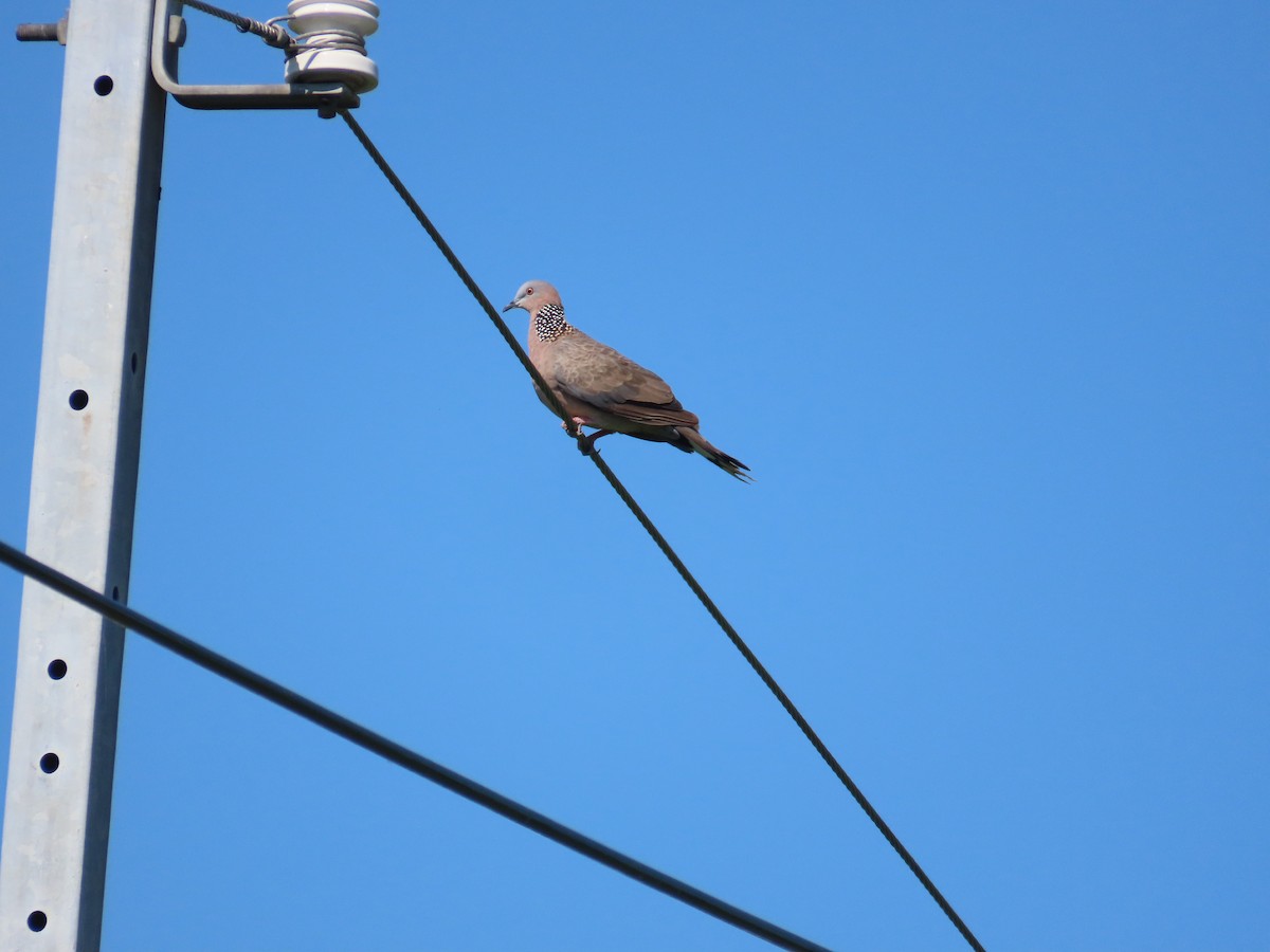 Spotted Dove - ML638398109