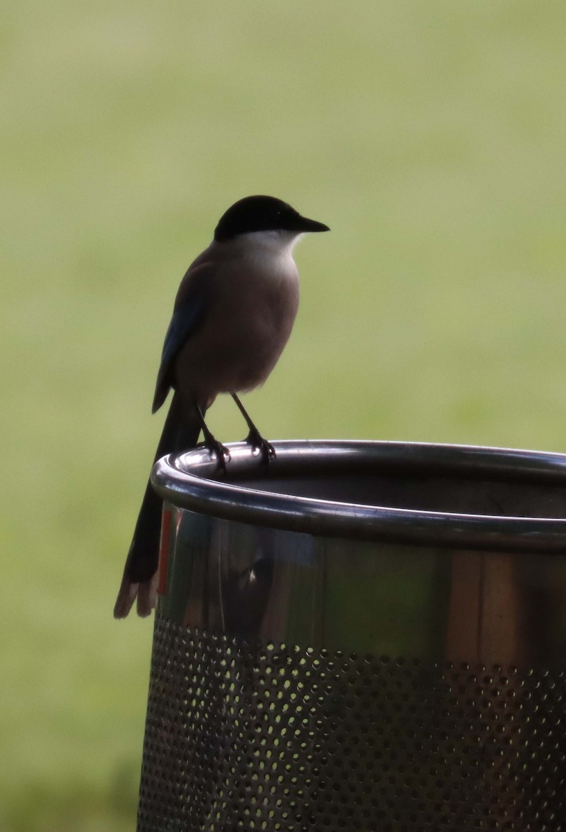 Iberian Magpie - ML638398113