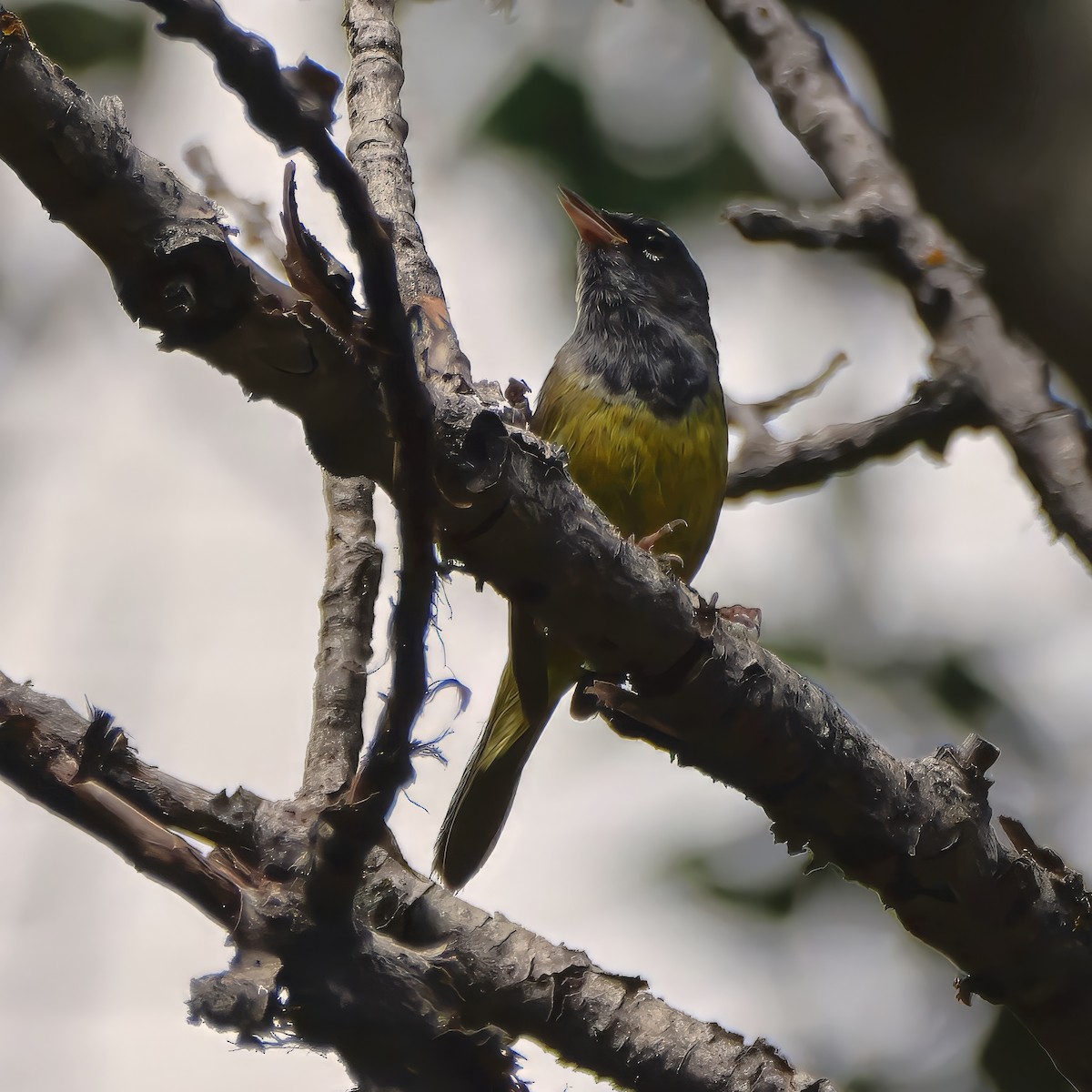 MacGillivray's Warbler - ML638398114