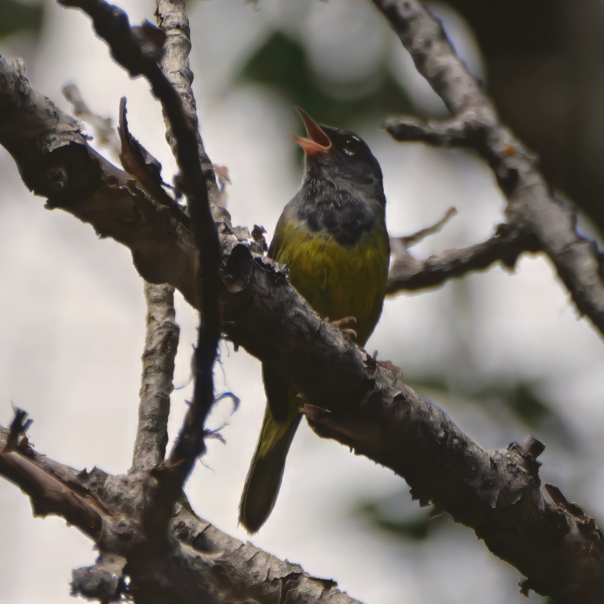 MacGillivray's Warbler - ML638398115