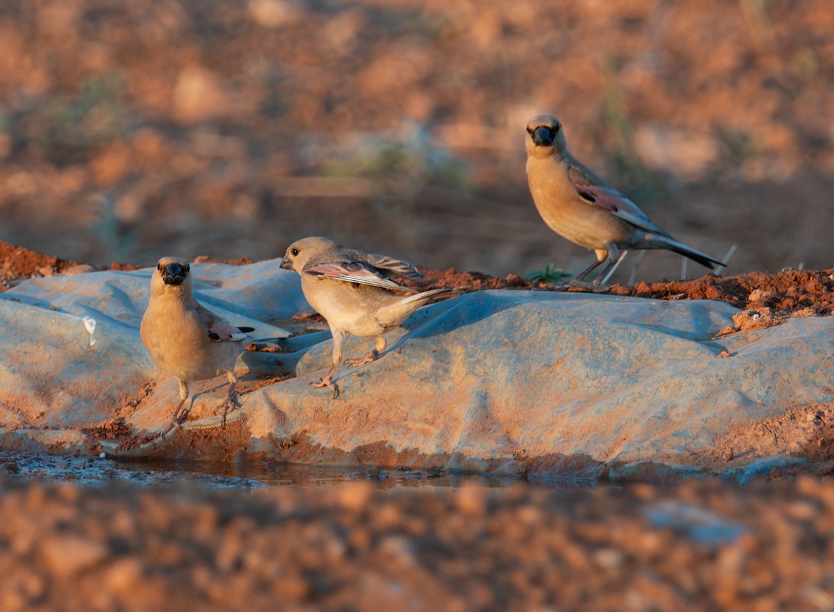 Desert Finch - ML638398118