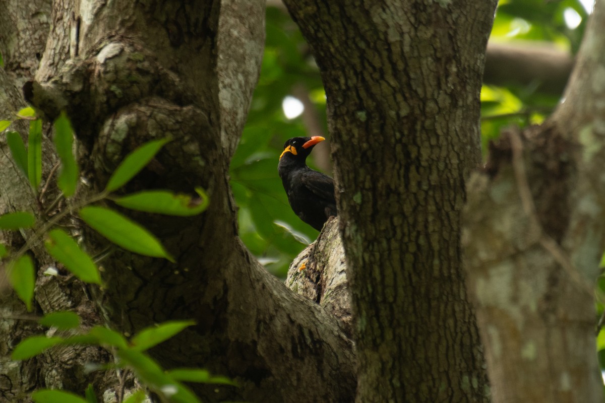 Common Hill Myna - ML638398121