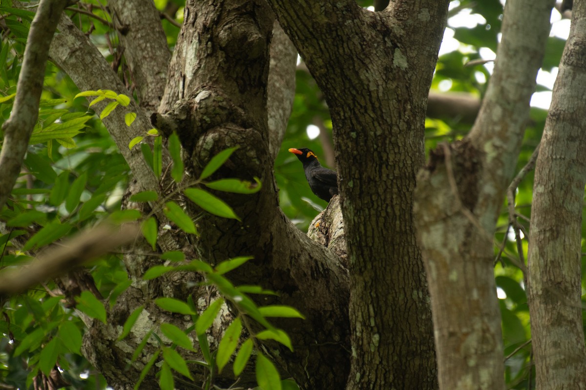 Common Hill Myna - ML638398122