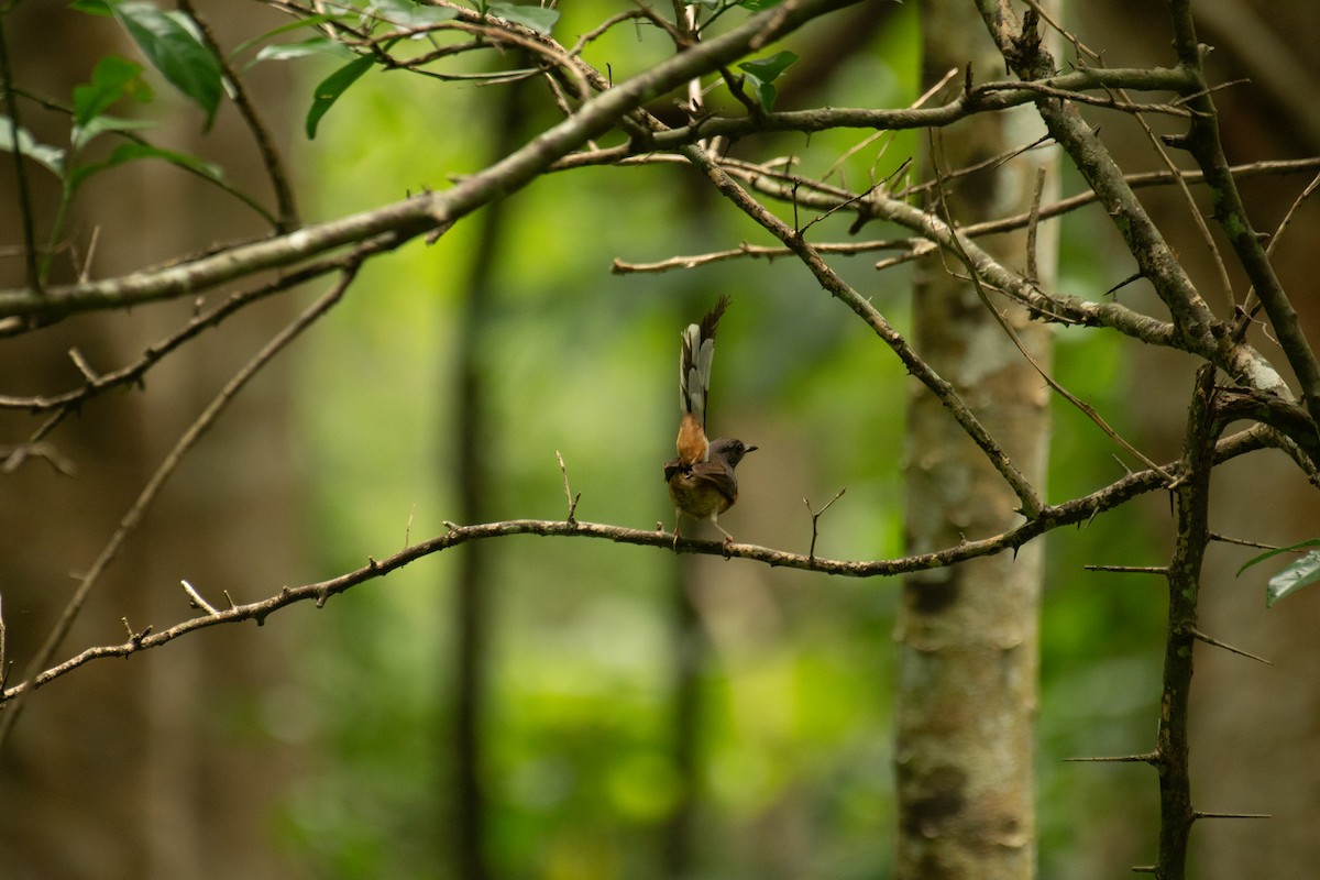 White-rumped Shama - ML638398130