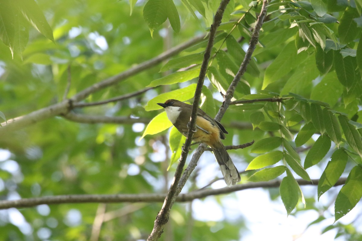 White-throated Laughingthrush - ML638398131