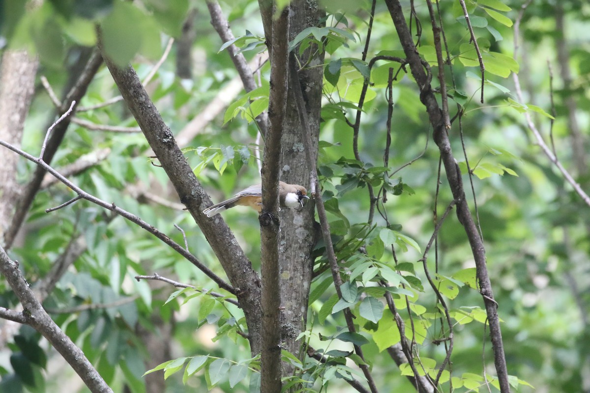 White-throated Laughingthrush - ML638398132