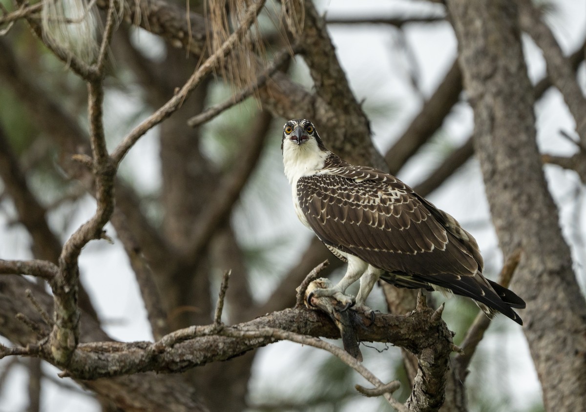 Falco pescatore - ML638398133