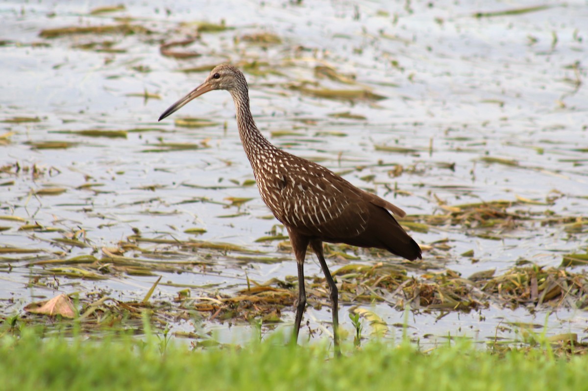 Limpkin - ML638398135