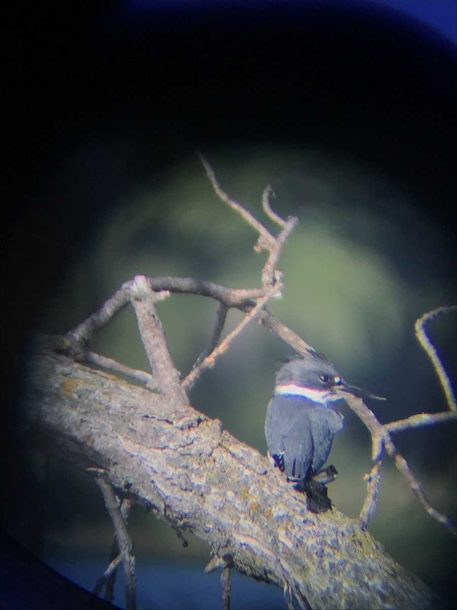 Belted Kingfisher - ML638398136