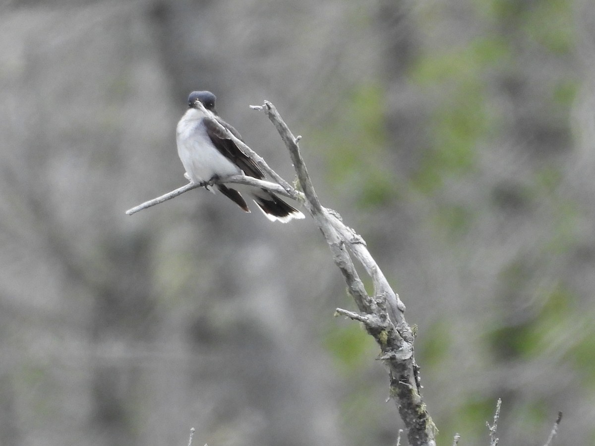 Eastern Kingbird - ML638398137