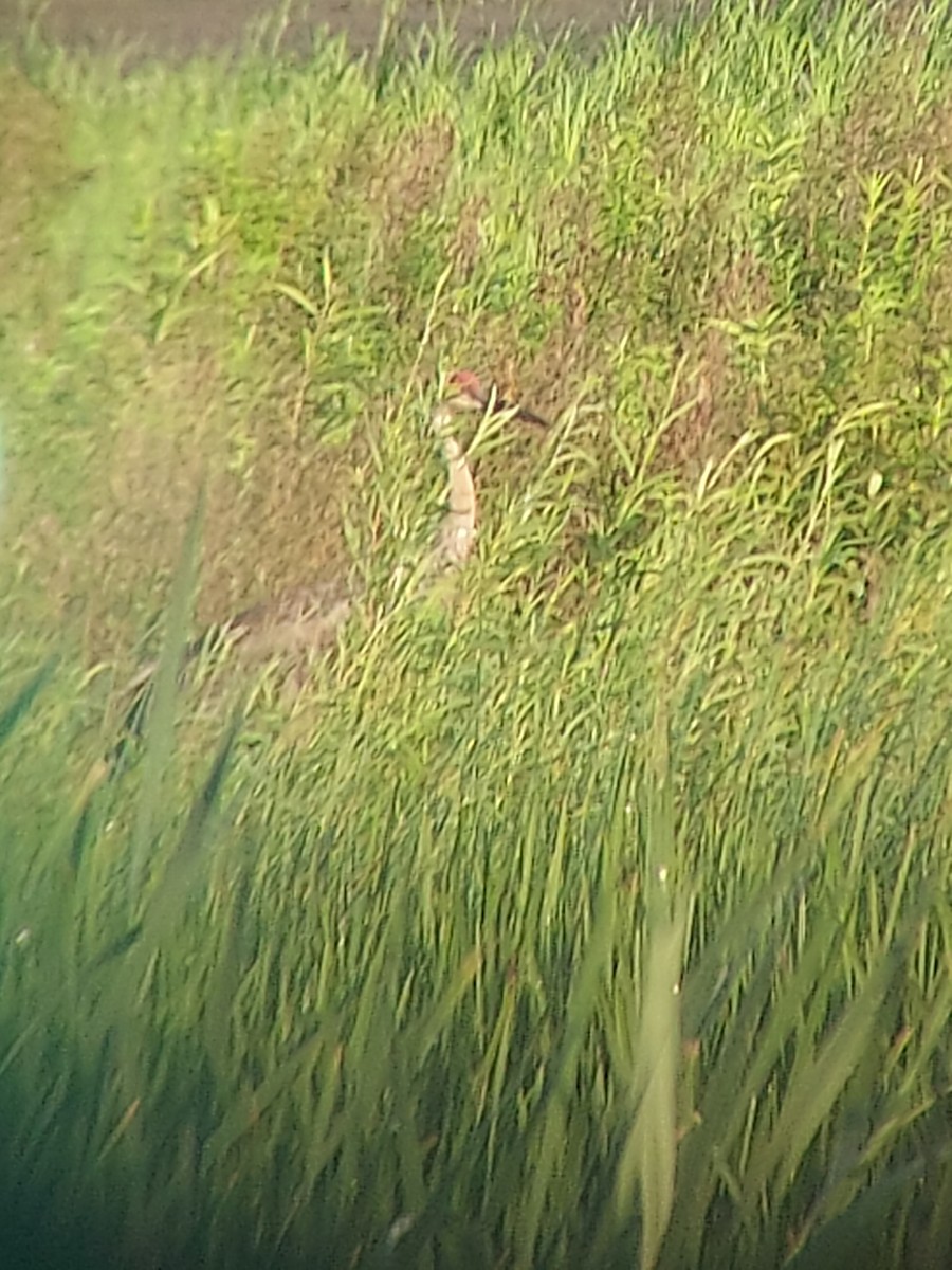 Sandhill Crane - ML638398139