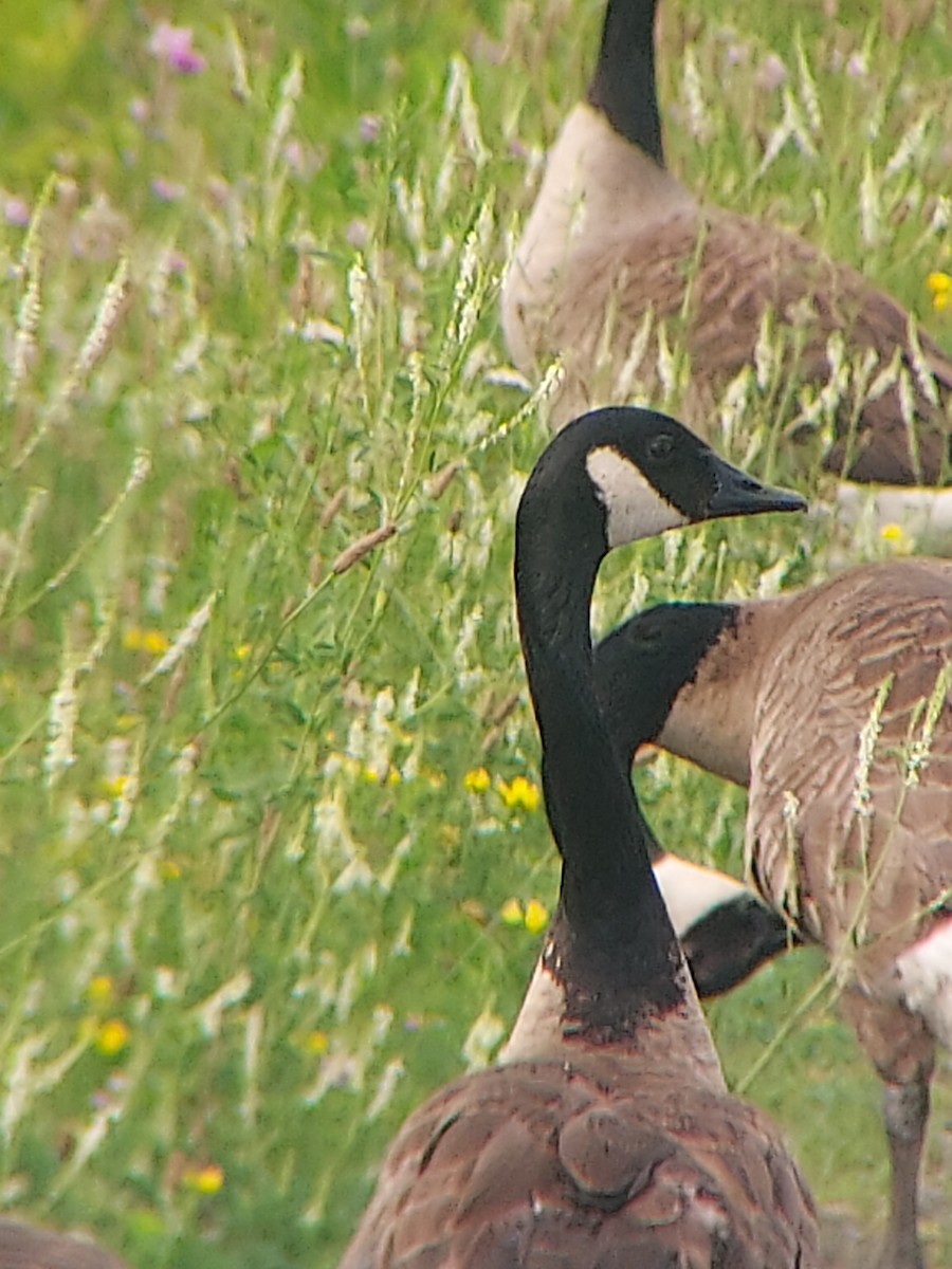 Canada Goose - ML638398140