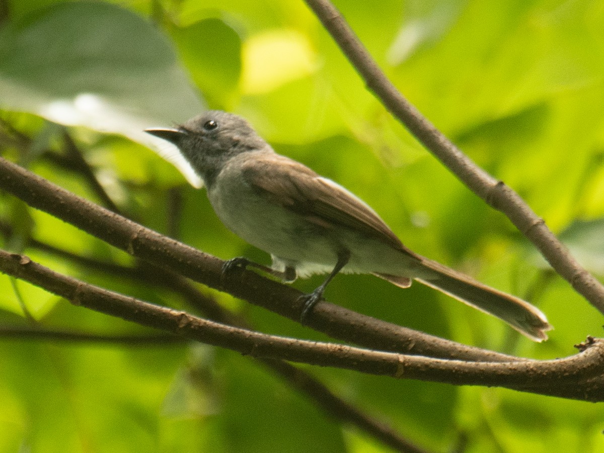 Black-naped Monarch - ML638398141