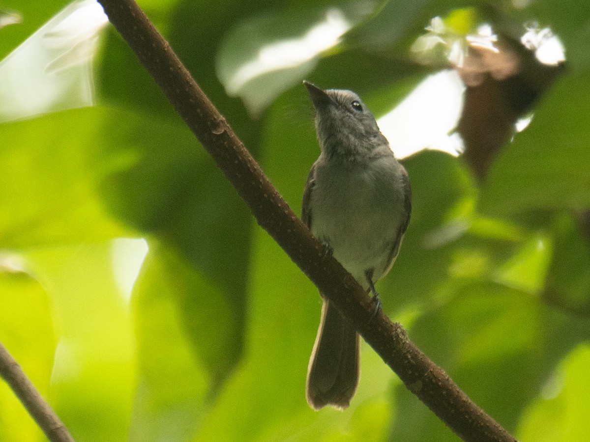 Black-naped Monarch - ML638398142