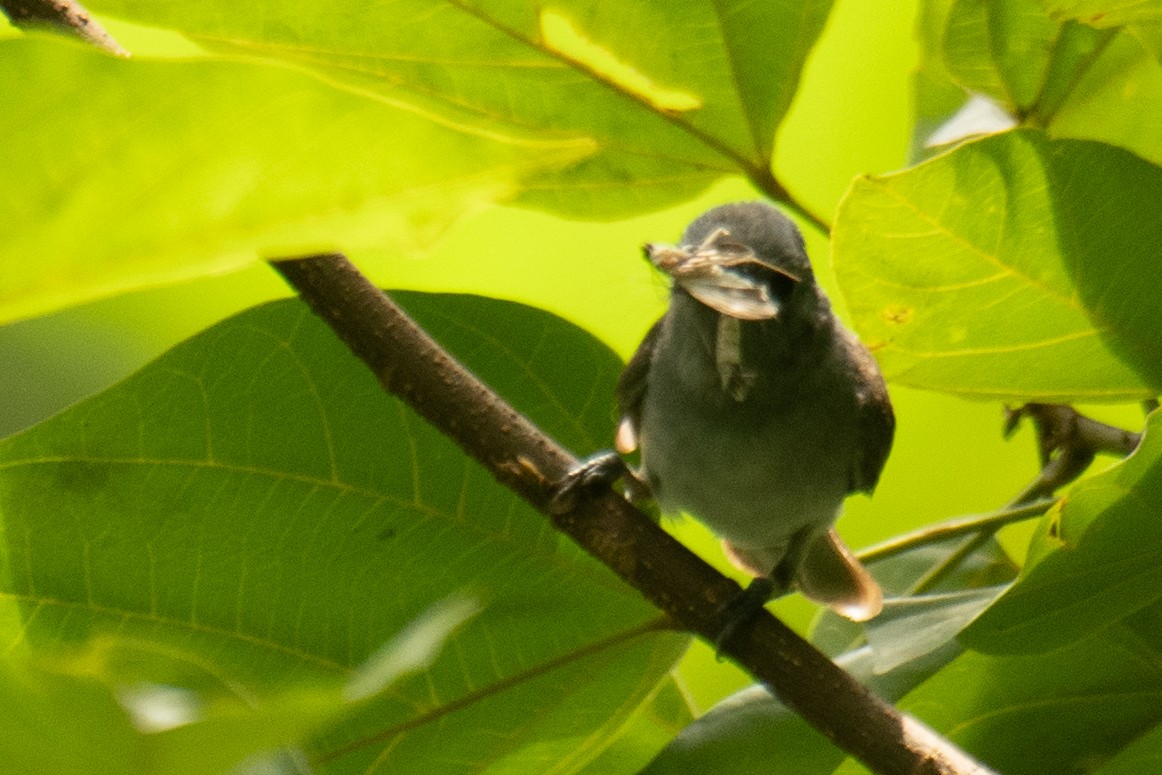 Black-naped Monarch - ML638398143