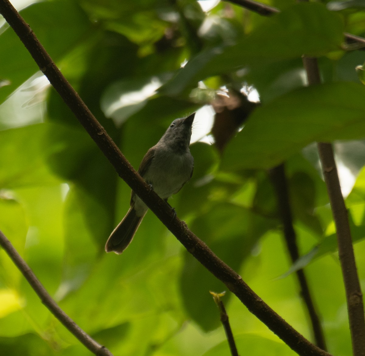 Black-naped Monarch - ML638398144