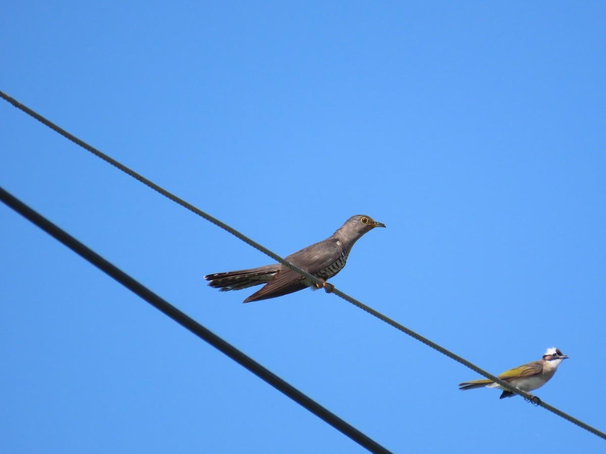 Kuku siberiarra - ML638398159