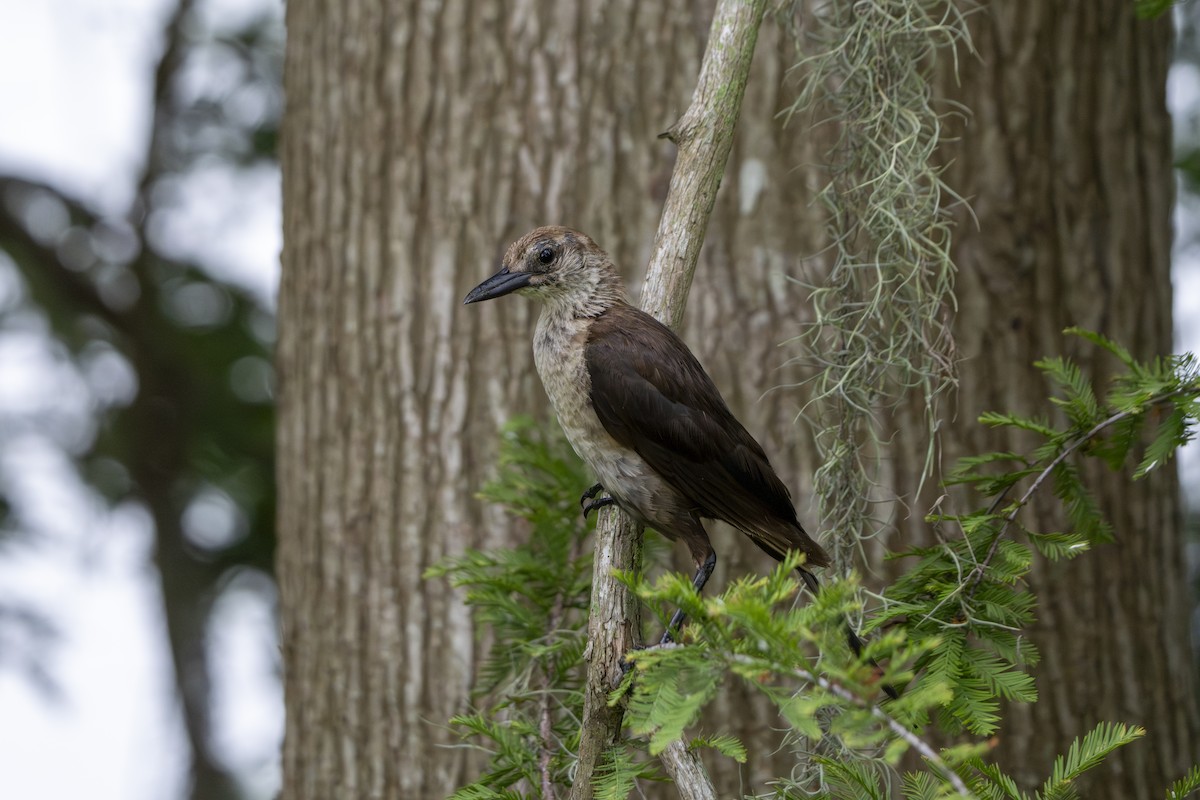 Boat-tailed Grackle - ML638398162