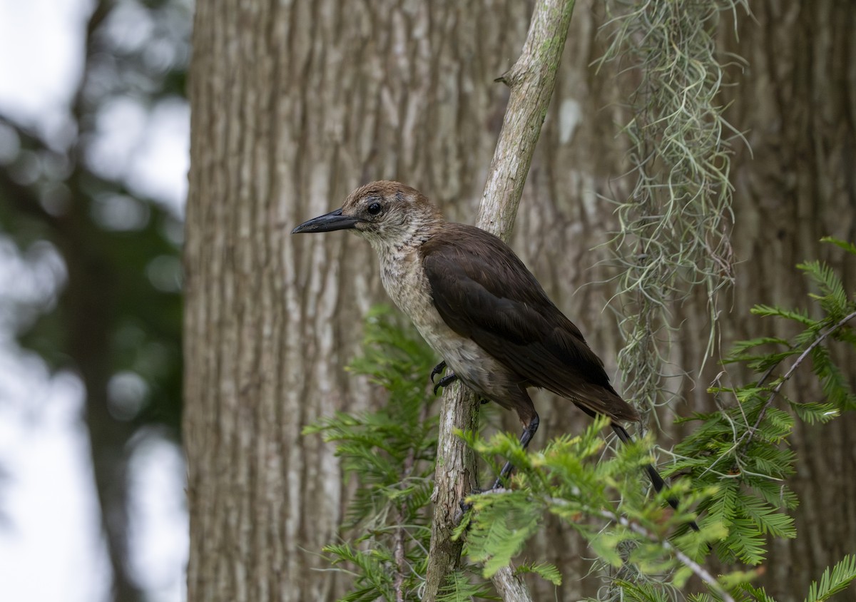 Boat-tailed Grackle - ML638398165