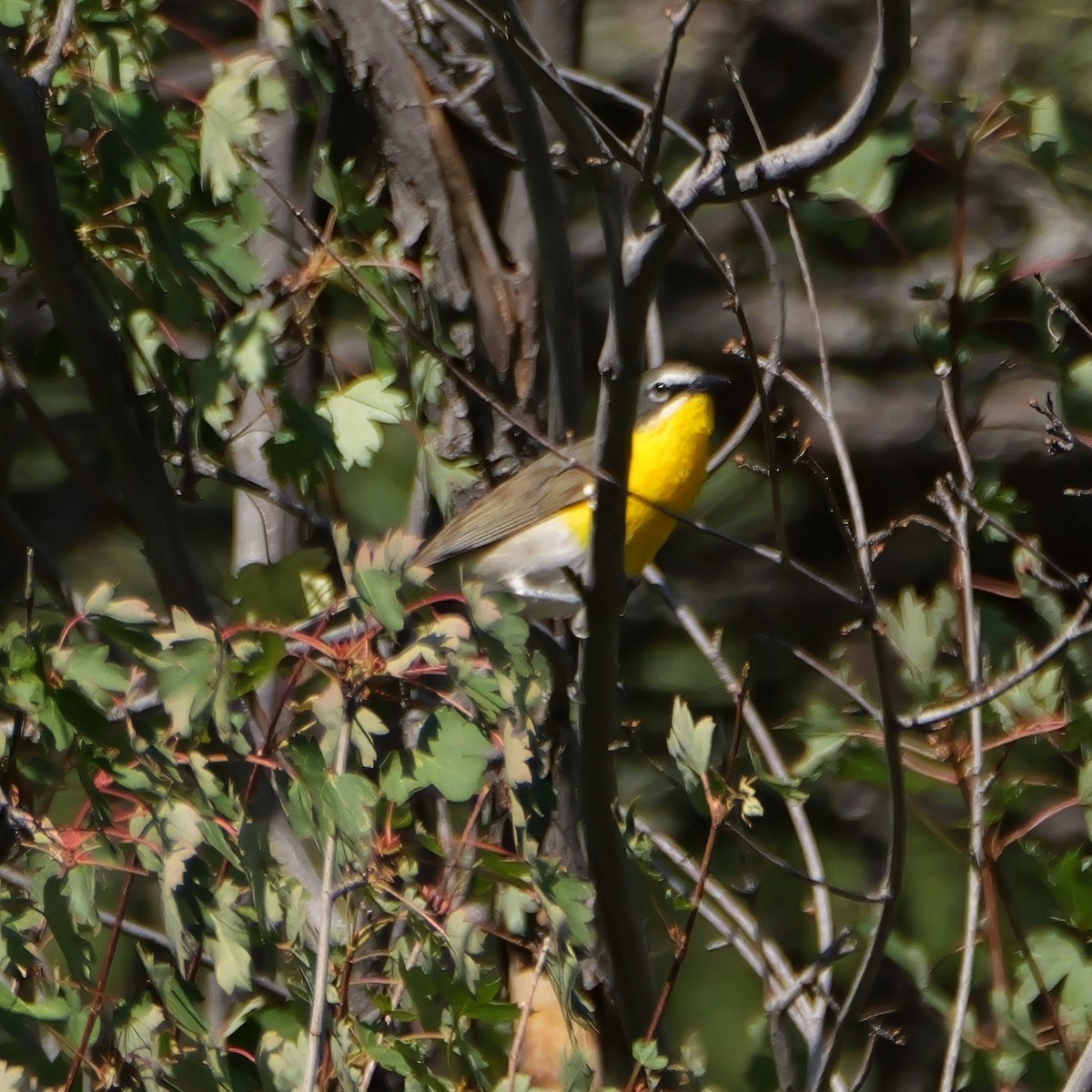 Yellow-breasted Chat - ML638398166