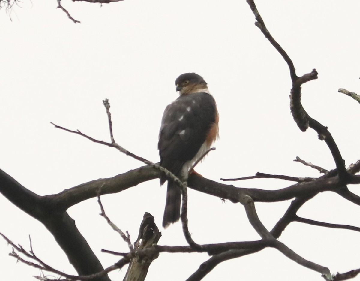 Sharp-shinned Hawk - ML638398167