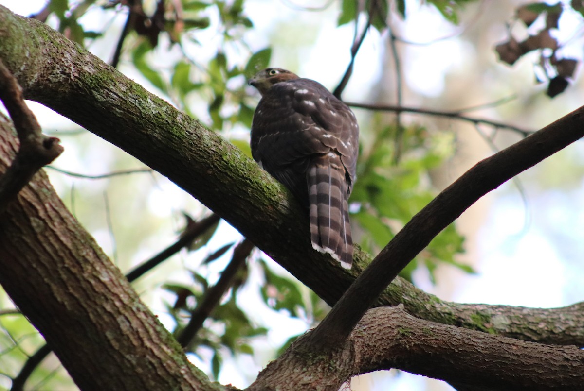 Cooper's Hawk - ML638398174