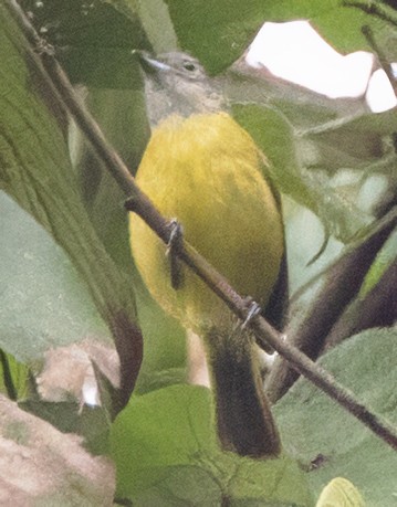 White-shouldered Tanager - ML638398201