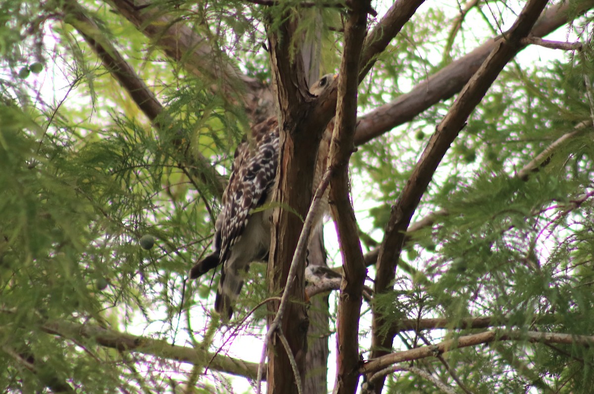 Red-shouldered Hawk - ML638398207