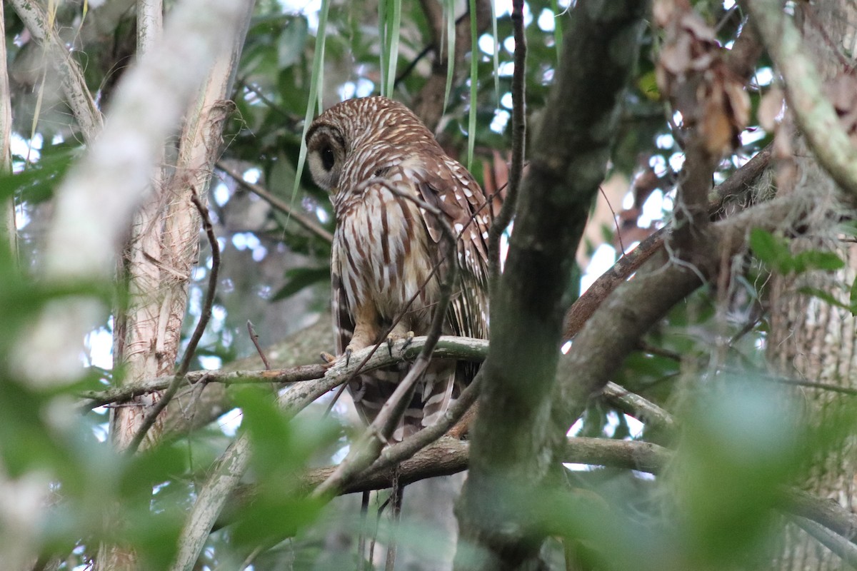 Barred Owl - ML638398211