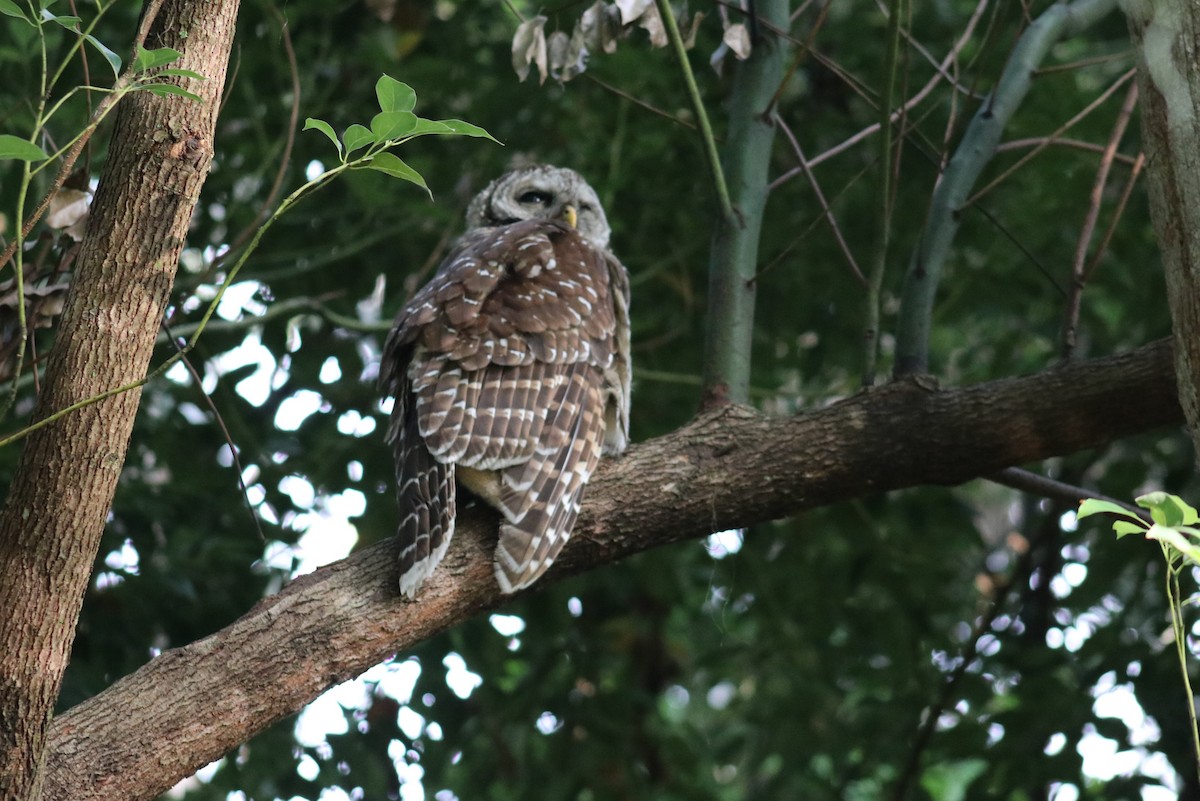 Barred Owl - ML638398212