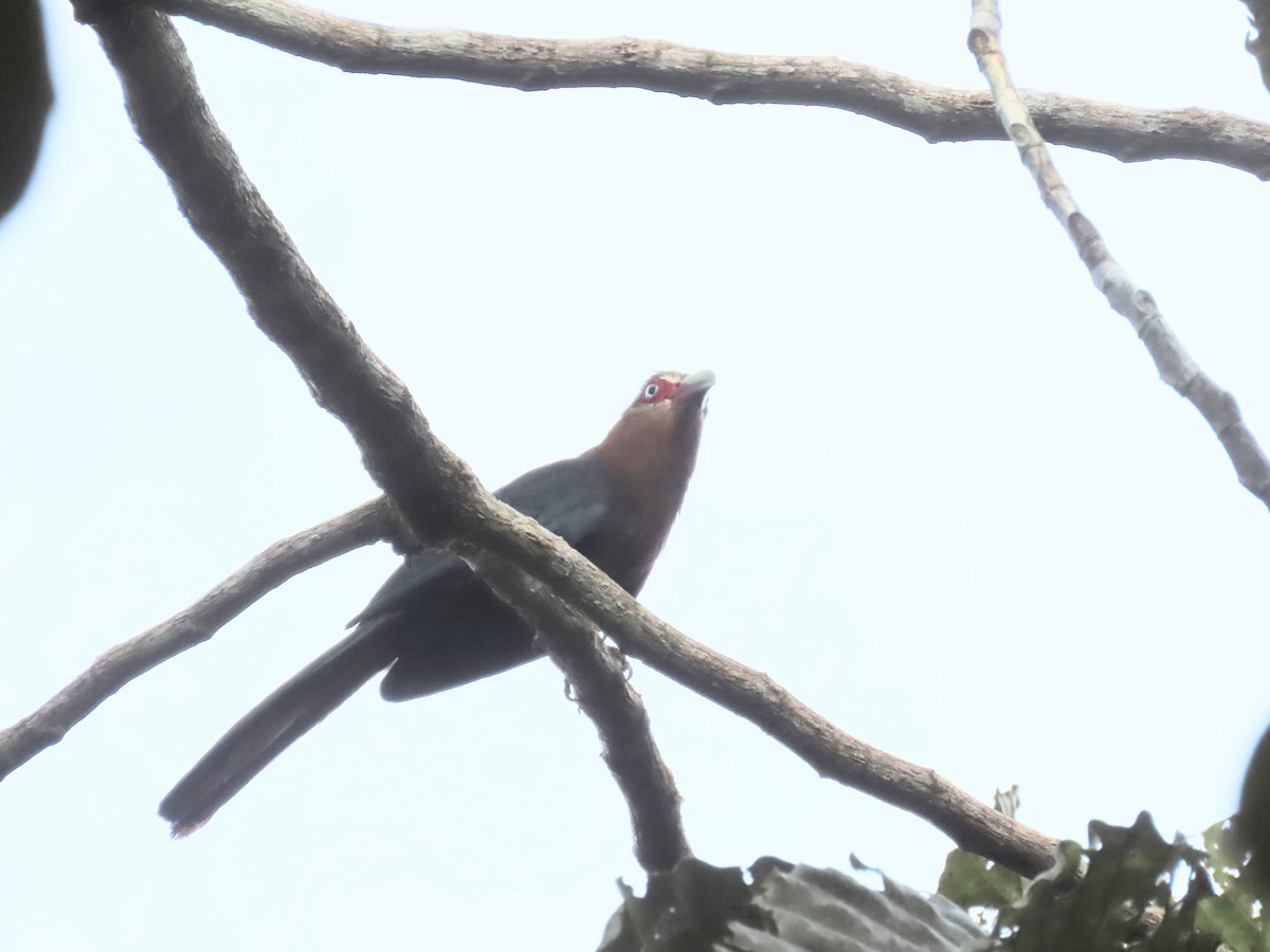 Chestnut-breasted Malkoha - ML638398216