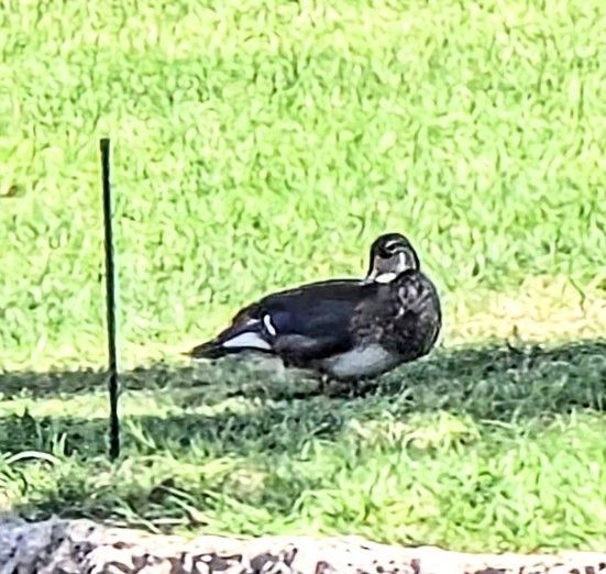 Wood Duck - ML638398224