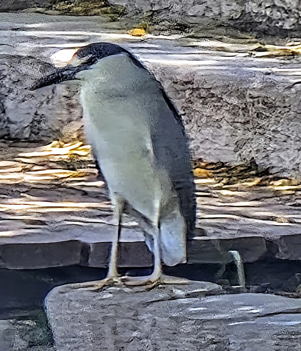 Black-crowned Night Heron - ML638398233