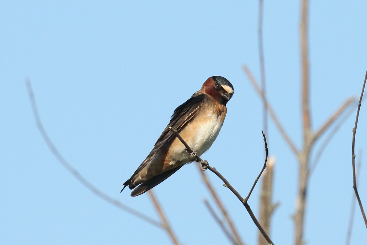 Golondrina Risquera - ML638398256